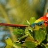 Ara arakanga - Ara macao - Scarlet Macaw 5666
